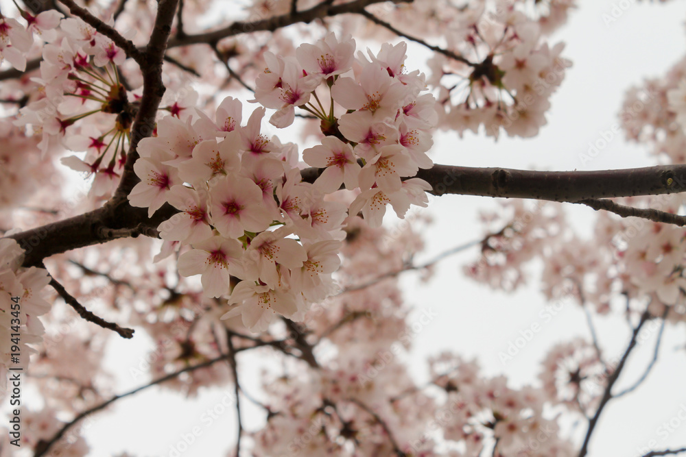 Pink sakura blossom beautiful blooming Pink sakura blossom beautiful blooming