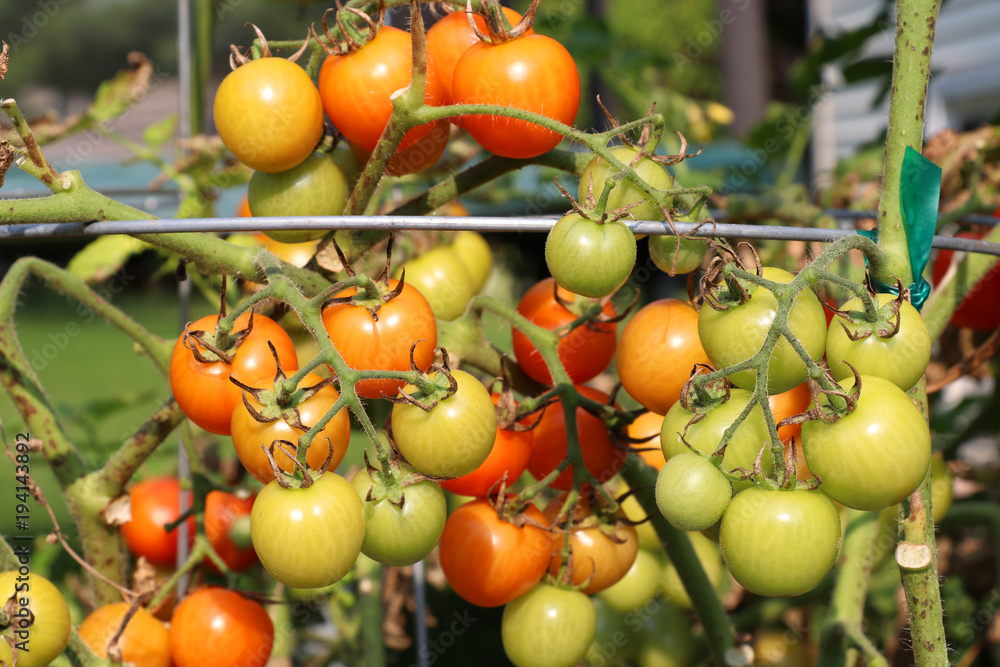 Agriculture and farming background. Ripening tomatoes on a bush close up in a vegetable garden. Organic food produce concept.