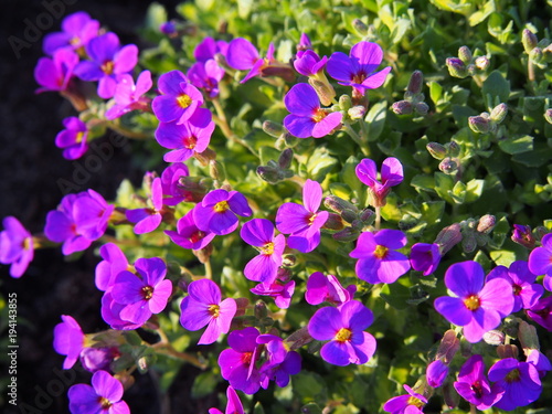 Aubrieta cultorum - beautiful spring flowers in the garden  