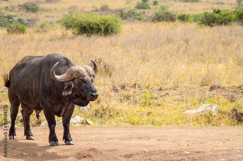 Isolated buffalo in the savannah countryside of Nairobi Park in Kenya Isolated buffalo in the savannah countryside of Nairobi Park in Kenya