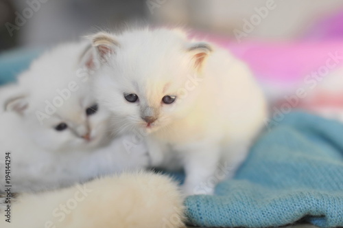 kitten sisters, two 4 week young white kitten looking tired