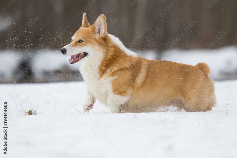 welsh corgi dog running outdoors in the snow welsh corgi dog running outdoors in the snow