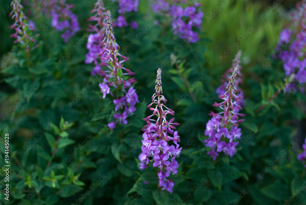 Fototapeta premium Flowering Chamerion in the meadow, Norway