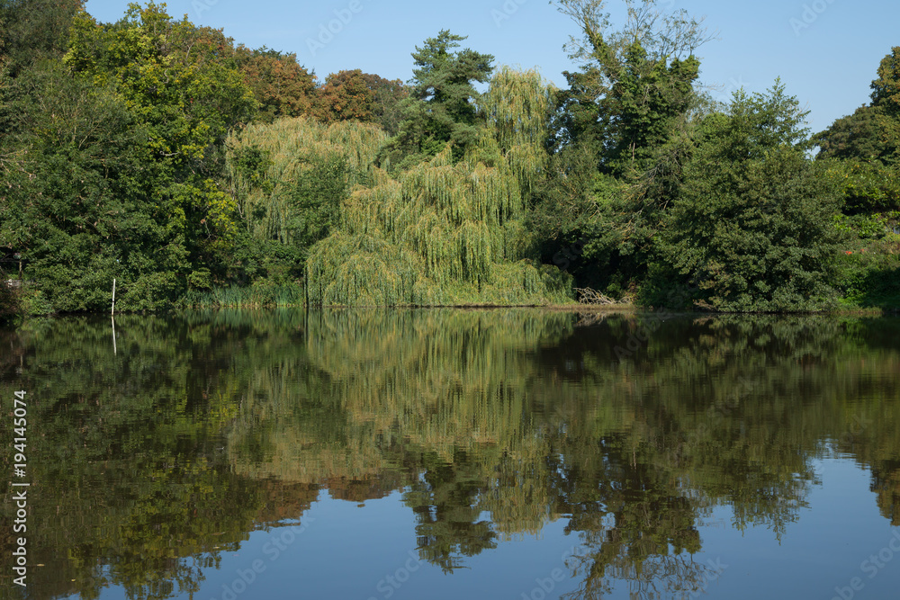 Fototapeta premium photo of a village pond with reflections in the water