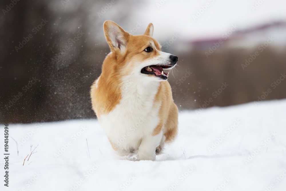 welsh corgi dog welsh corgi dog