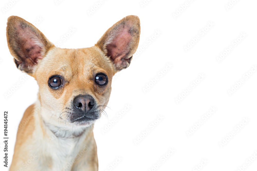 Chihuahua Dog Over With With Copy Space