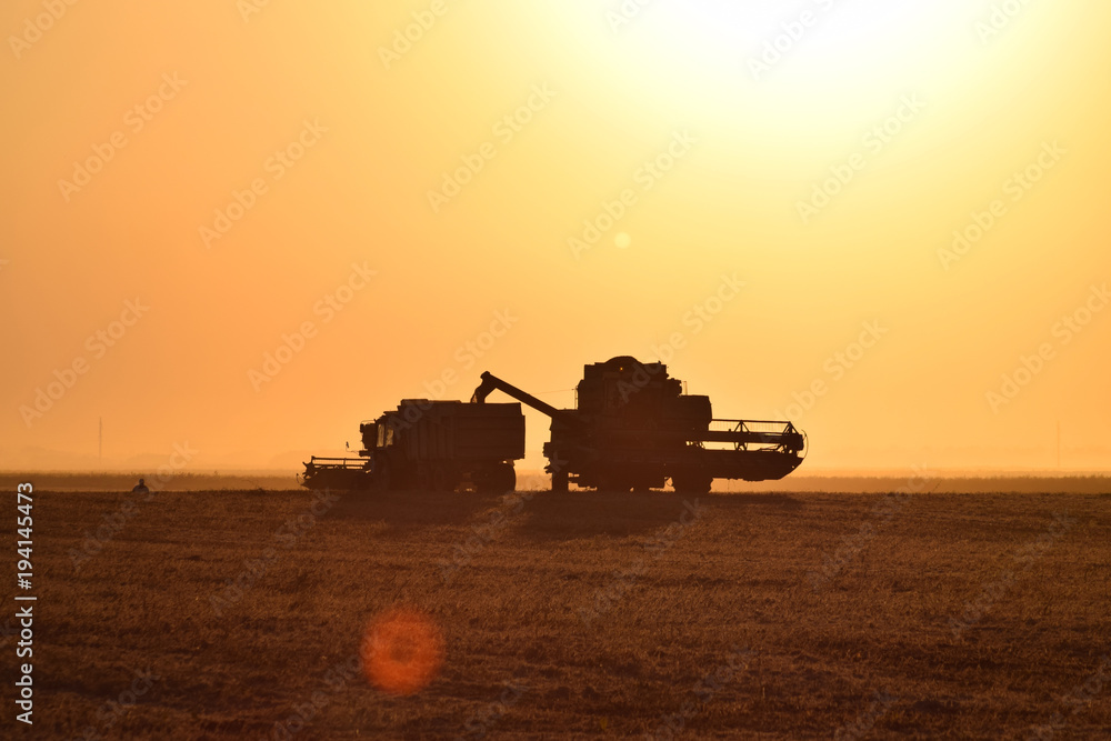 Fototapeta premium Harvesting by combines at sunset.
