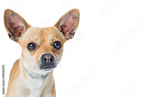 Chihuahua Dog Over With With Copy Space © adogslifephoto