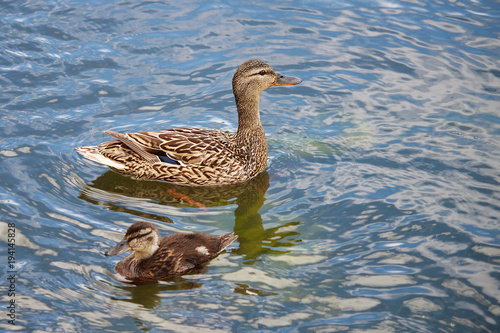 mom duck teaches duckling to swim