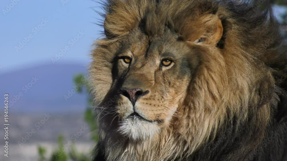 lion looks at camera in magestic slow motion lion looks at camera in magestic slow motion