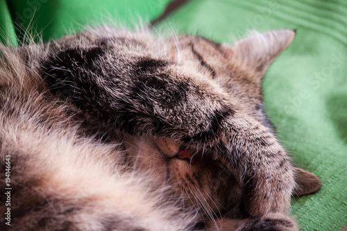 a sleeping cat lying on its back, covered its eyes with a paw close up