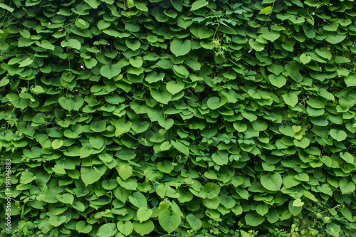 green wall plants background