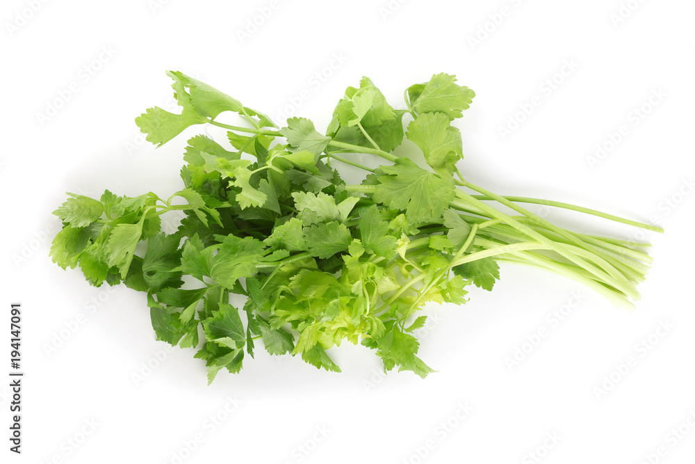 Celery or parsley leaf isolated on white background Celery or parsley leaf isolated on white background