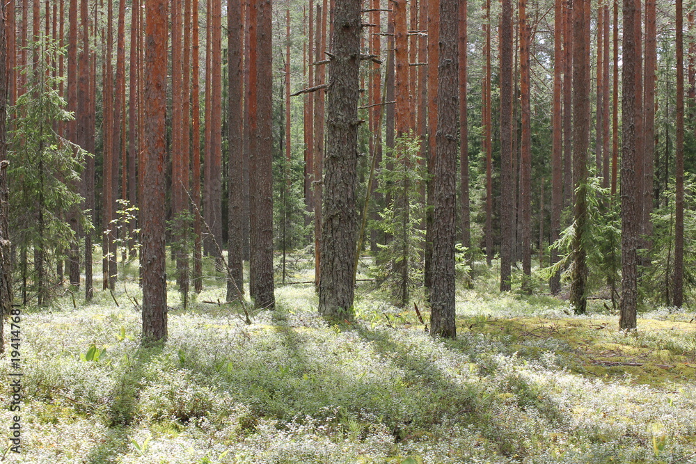 Obraz premium Сосновый лес