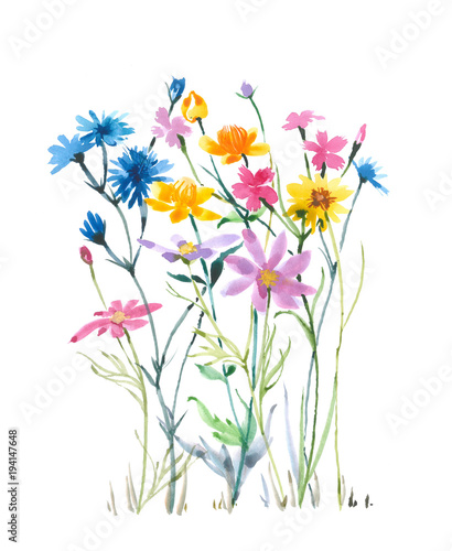 Romantic wild flowers. Watercolor flowers. Watercolor background.