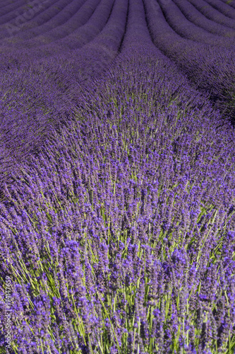 Lavender rows Valensole Plateau Forcalquier Alpes-de-Haute-Provence Provence-Alpes-Cote d Azur France
