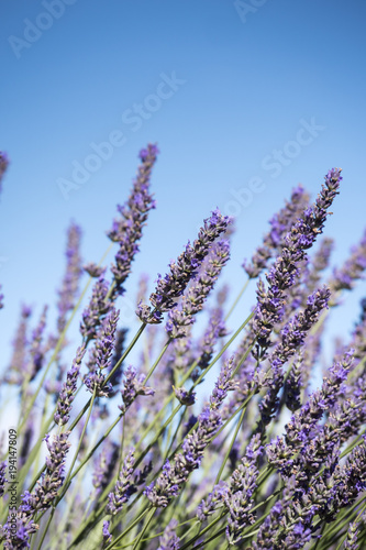 Fototapeta Naklejka Na Ścianę i Meble -  Lavender fields Bonnieux Apt Vaucluse Provence-Alpes-Côte d'Azur France