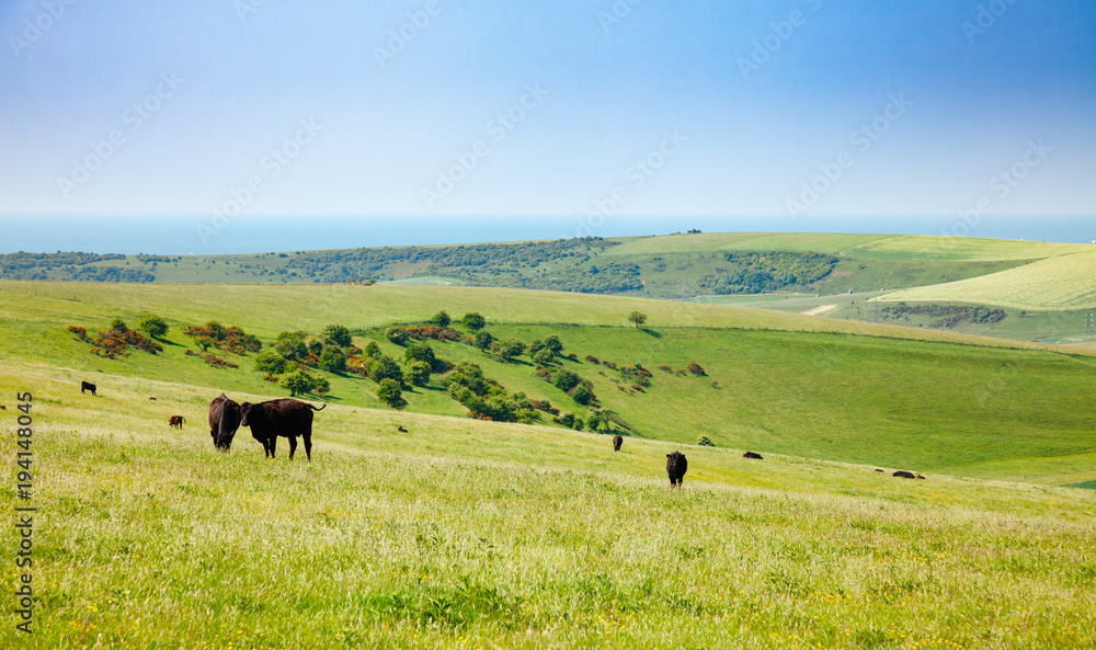 English rural landscape in with grazing Aberdeen Angus beef cattle