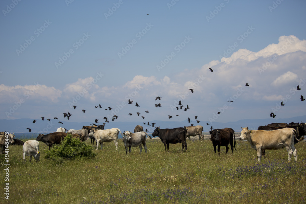 Cow breeding in natural environment Edirne Turkey