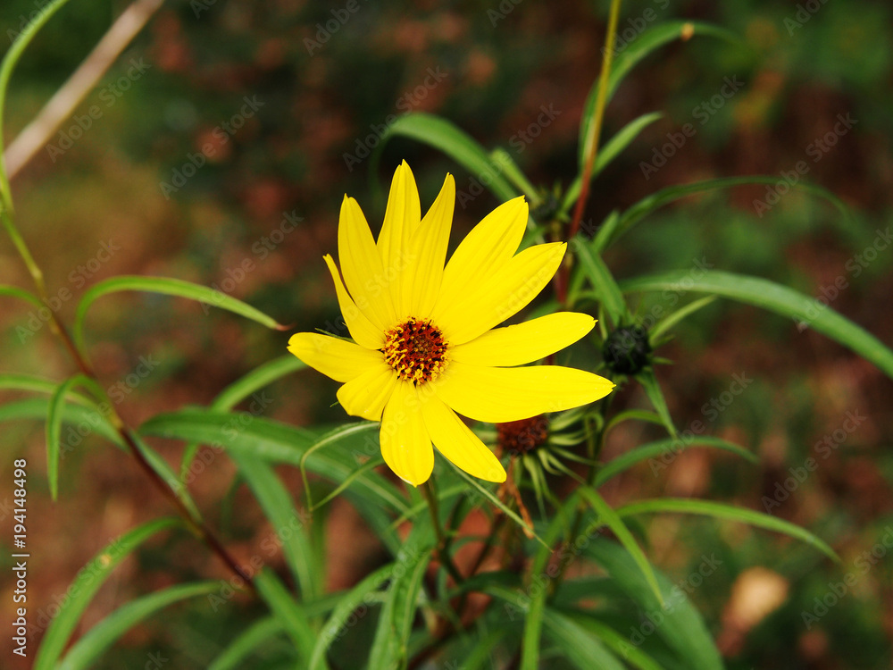 Helianthus salicifolius - willowleaf sunflower Helianthus salicifolius - willowleaf sunflower