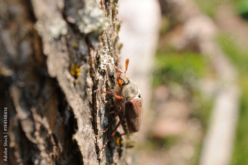 European beetle Cockchafer on a stone and tree European beetle Cockchafer on a stone and tree