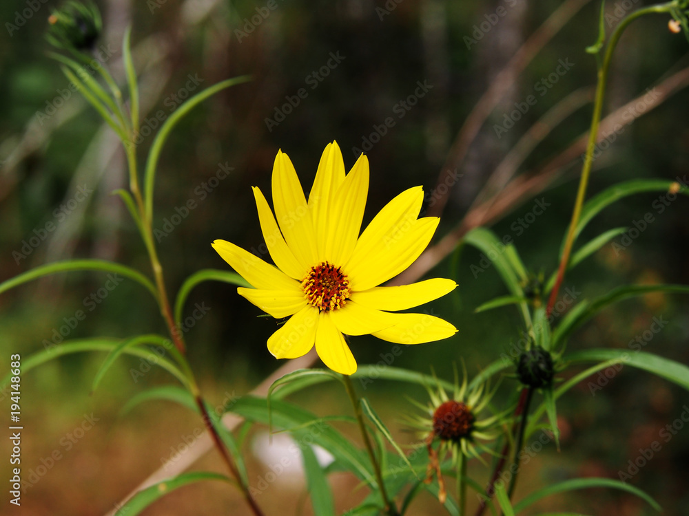 Helianthus salicifolius - willowleaf sunflower Helianthus salicifolius - willowleaf sunflower