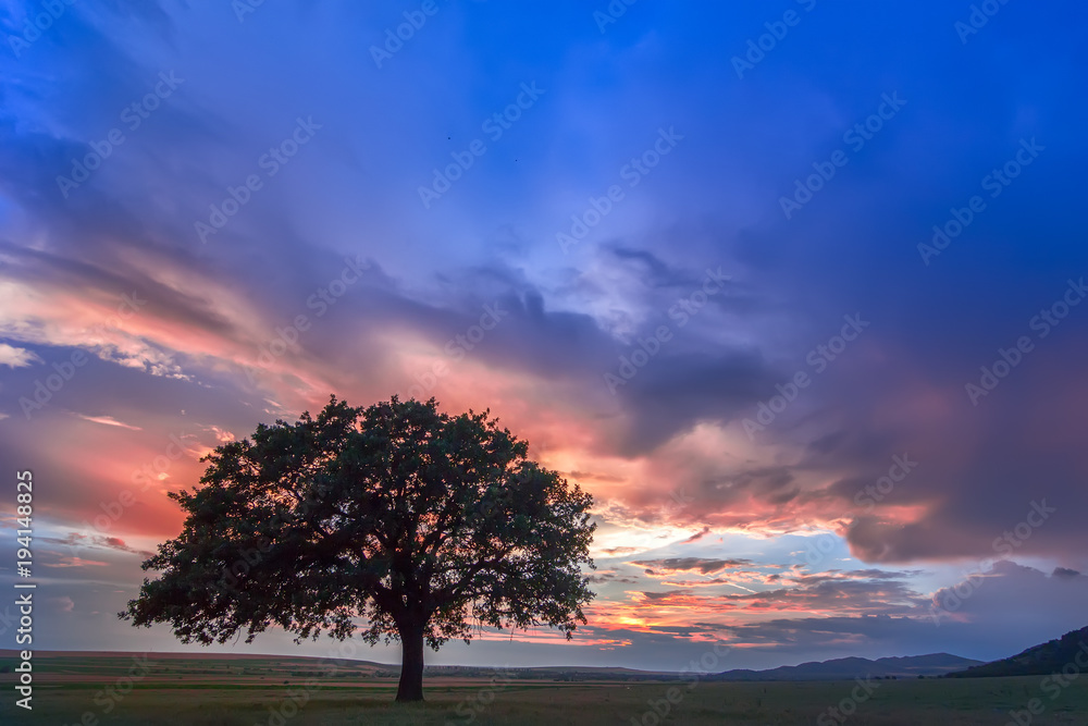Beautiful landscape with a lonely oak tree in a field, the setting sun shining through branches and storm clouds, Dobrogea, Romania