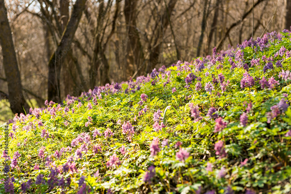 spring landscape with forest flowers. spring landscape with forest flowers.