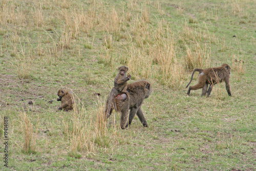 Gruppe von Pavian Affen mit Jungtieren am Rücken der Weibchen