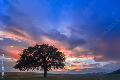 Beautiful landscape with a lonely oak tree in a field, the setting sun shining through branches and storm clouds, Dobrogea, Romania