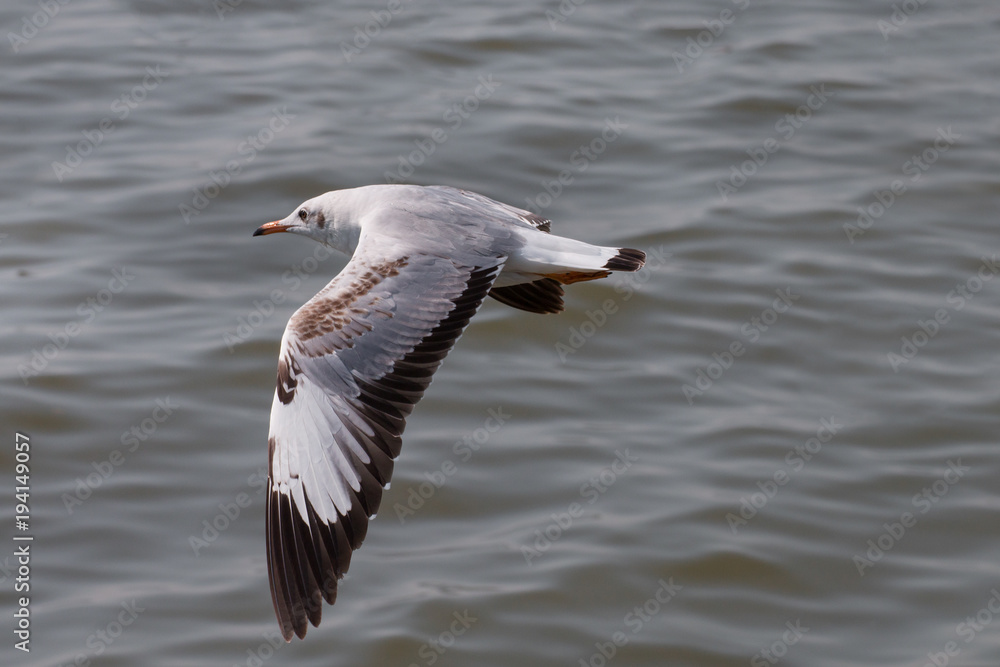 Obraz premium Seagulls flying over the sea
