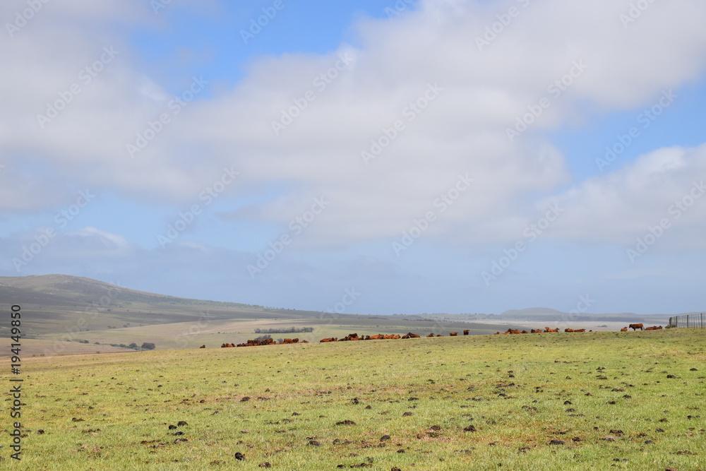 Grosse Weidenflächen mit Rinderherden um Wolvengat