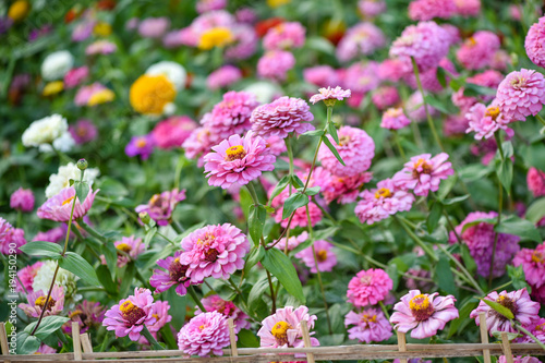 pink zinnia garden