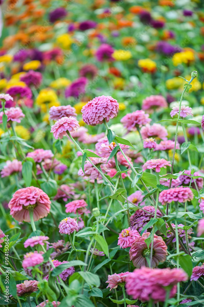 Obraz premium pink zinnia garden