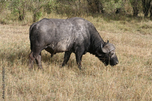 Fototapeta Naklejka Na Ścianę i Meble -  Büffel beim Grasen in der Savanne