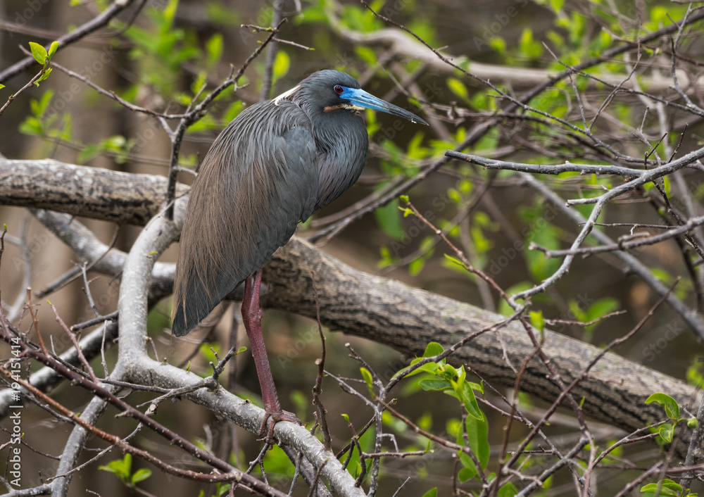 Fototapeta premium Tricolored Heron Breeding