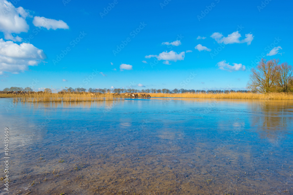 Fototapeta premium Feral horses in a field along a frozen lake in winter