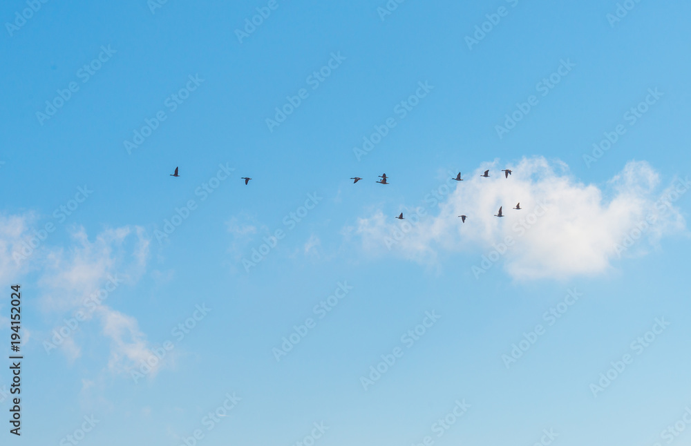 Geese flying in a blue cloudy sky in winter