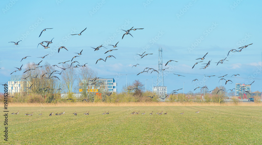 Geese flying along the skyline of a city in winter