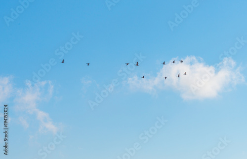 Geese flying in a blue cloudy sky in winter