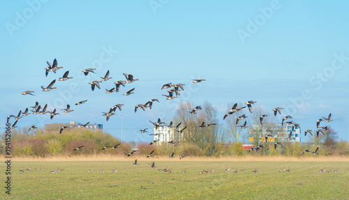 Geese flying along the skyline of a city in winter © Naj