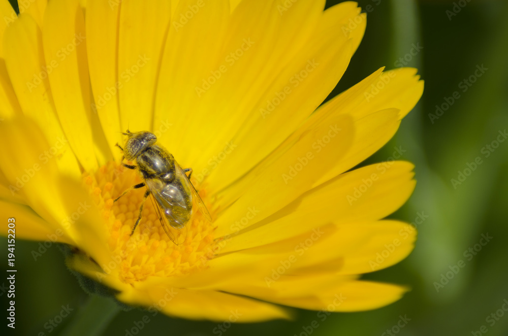 A bee pollinating a Calendula flower A bee pollinating a Calendula flower