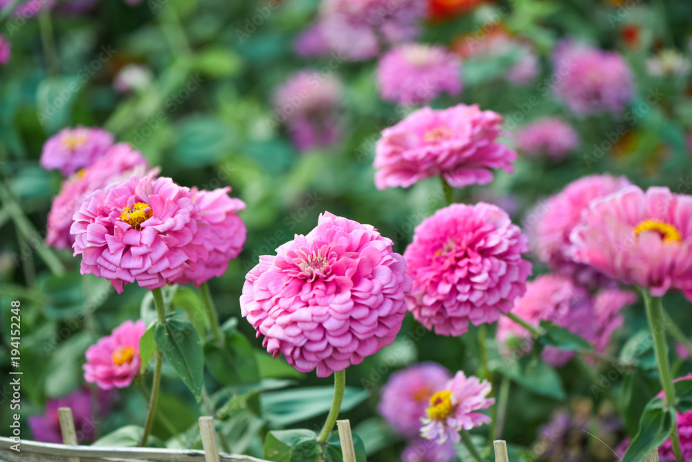 pink zinnia garden pink zinnia garden