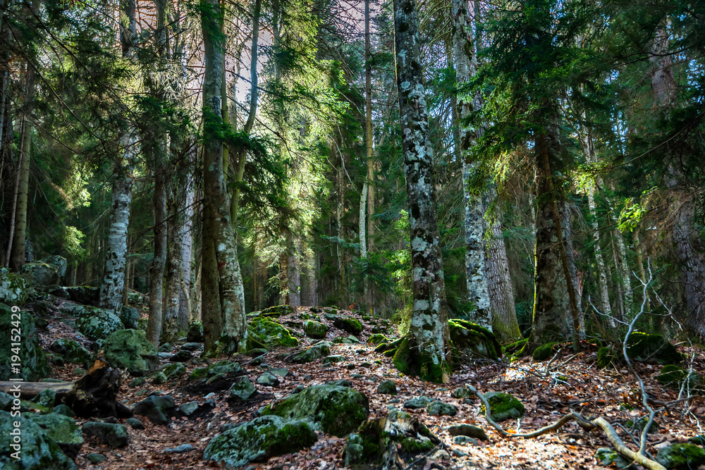 Beautiful view inside of pine forest