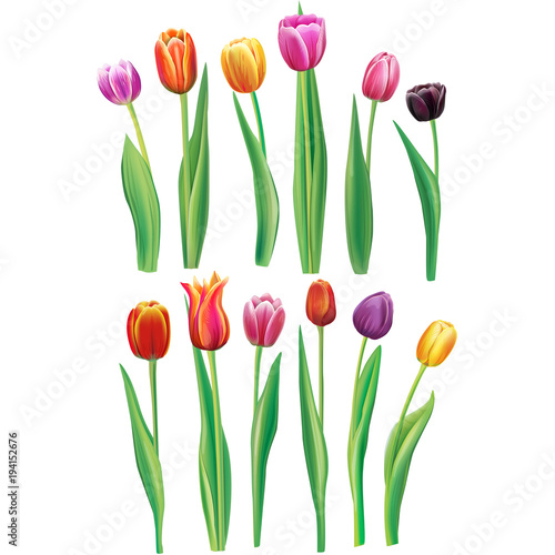 Realistic multicolor tulips set