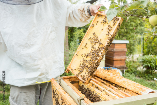 Beekeeper working on bee colony holding honeycomb in hand