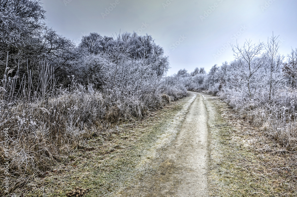 Dirt road in a winter landscape with trees and shrubs covered with a layer of frost near Oostvoorne, The Netherlands
