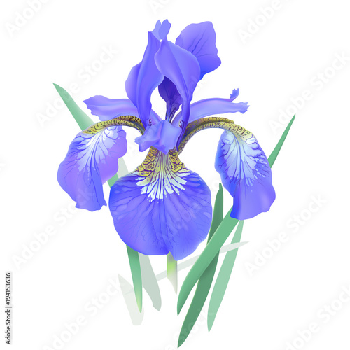 Iris flower, blue. Iris sibirica.
Hand drawn vector illustration in realistic style, on white background.