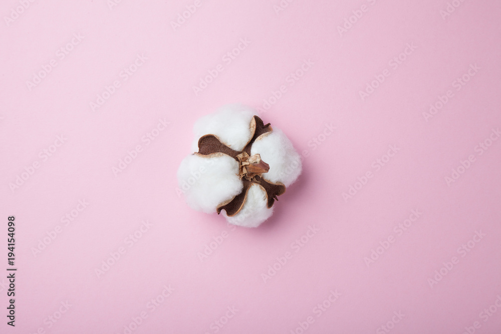 Natural cotton flower on a pink background. Natural cotton flower on a pink background.