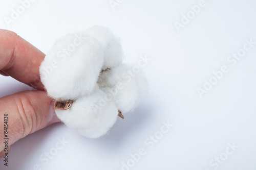 Hand holding cotton on a white background. © Andrii Zastrozhnov